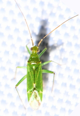 Blepharidopterus angulatus