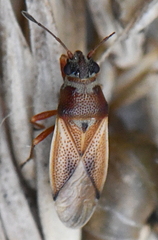 Cymus melanocephalus