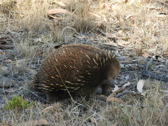 Tachyglossus aculeatus setosus