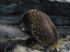 Tachyglossus aculeatus setosus