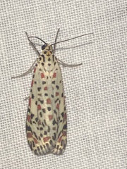 Utetheisa pulchelloides
