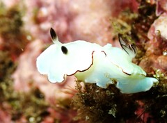 Glossodoris angasi