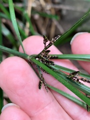 Cyperus tetraphyllus