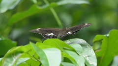 Papilio fuscus