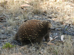 Tachyglossus aculeatus setosus