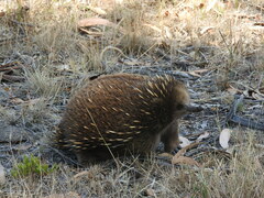Tachyglossus aculeatus setosus
