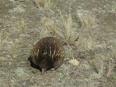 Tachyglossus aculeatus setosus