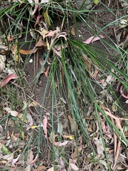 Cyperus tetraphyllus
