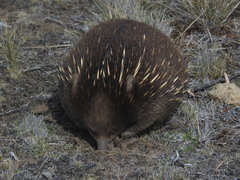 Tachyglossus aculeatus setosus