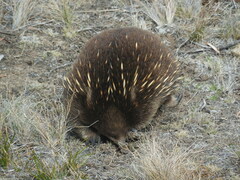 Tachyglossus aculeatus setosus