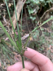 Cyperus tetraphyllus
