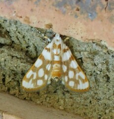 Obtusipalpis pardalis