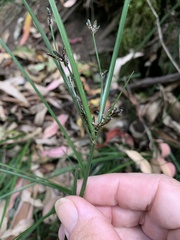 Cyperus tetraphyllus
