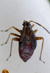 Adelphocoris seticornis