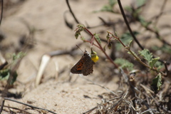 Aloeides thyra thyra