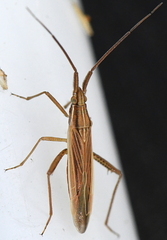 Stenodema calcarata