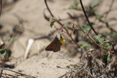 Aloeides thyra thyra