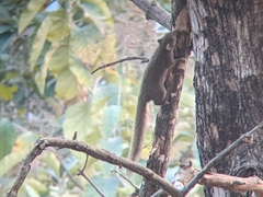 Callosciurus pygerythrus