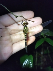 Hydrobasileus brevistylus