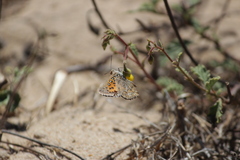 Aloeides thyra thyra