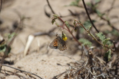 Aloeides thyra thyra