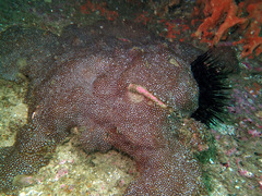 Plesiastrea versipora