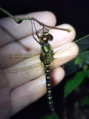 Hydrobasileus brevistylus