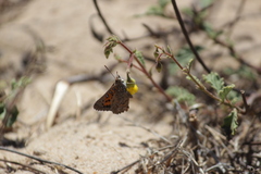 Aloeides thyra thyra