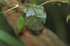 Natalobatrachus bonebergi