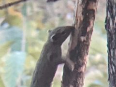 Callosciurus pygerythrus