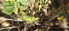 Tettigetta prasina