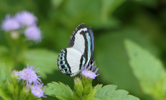 Psychonotis caelius