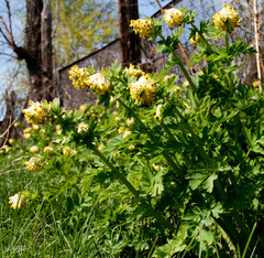 Corydalis nobilis