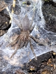 Selenocosmiinae
