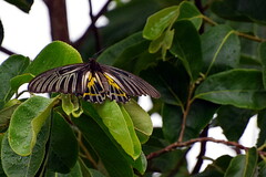 Troides aeacus