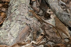 Trachylepis sechellensis