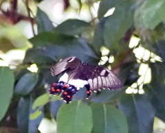 Papilio aegeus aegeus