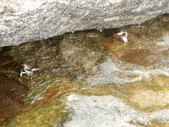 Leptograpsus variegatus