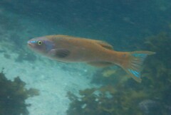 Olisthops cyanomelas