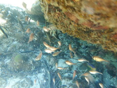 Pempheris klunzingeri