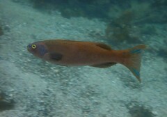 Olisthops cyanomelas