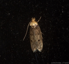 Mimobrachyoma maculifera