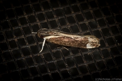 Chaliniastis astrapaea