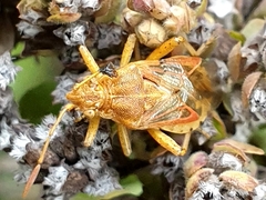 Stictopleurus abutilon