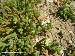 Mesembryanthemum nodiflorum