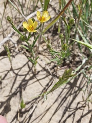 Linum rigidum