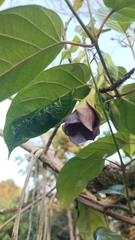 Mandevilla veraguasensis