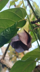 Mandevilla veraguasensis
