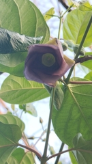 Mandevilla veraguasensis
