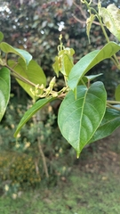 Mandevilla veraguasensis